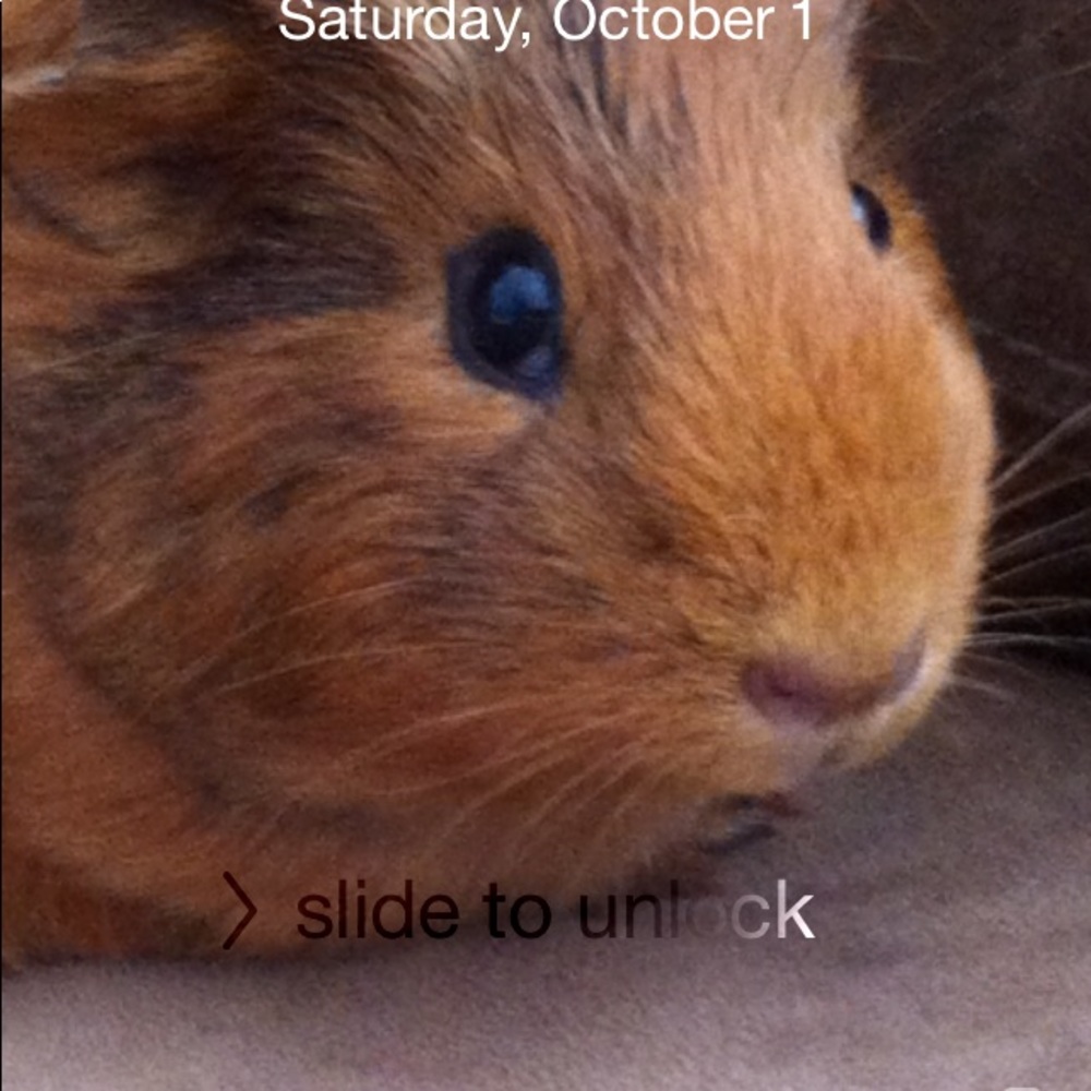 Meet your Posher, Ally